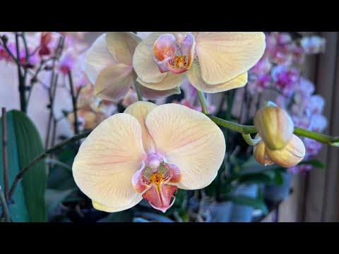 Видео: Пересадка Орхидей 2-я часть ( три разные посадки )