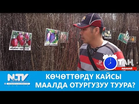 Видео: Көчөттөрдү кайсы маалда отургузуу туура? Таң маанай