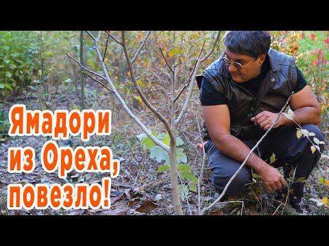 Видео: Ямадори из Ореха.