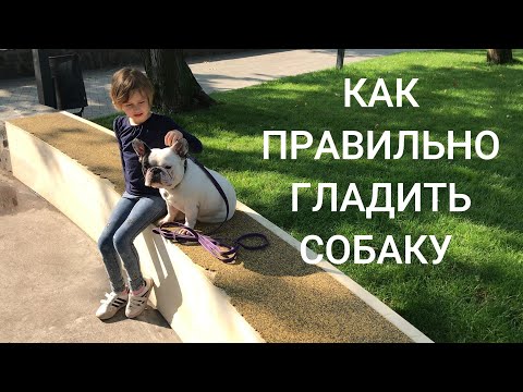 Видео: Как правильно гладить собаку