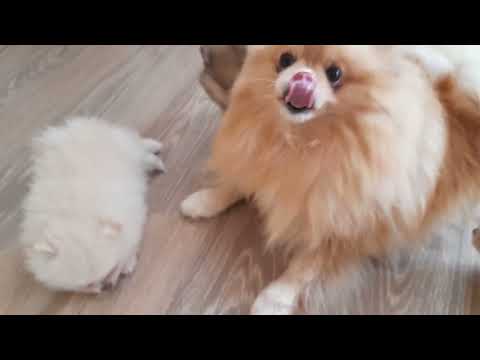 Видео: Щенкам померанского шпица 1месяц 1 неделя