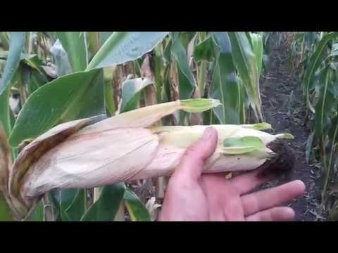 Видео: Кукурудза на зерно .