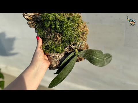 Видео: Посадка орхидеи на блок #orchid #phal #flowers #орхомания #growingorchids