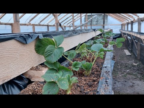 Видео: Клубника на деревянных стеллажах. Моя новая малообьемка