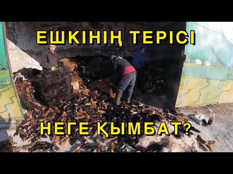 Видео: МОҢҒОЛИЯ ТЕРІ ӨНЕРКӘСІБІ | ҚАНШАДАН | ҚАЙДАН ҚАБЫЛДАЙДЫ