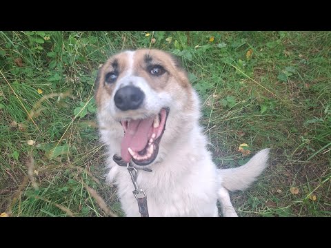 Видео: Как живут собаки из приюта