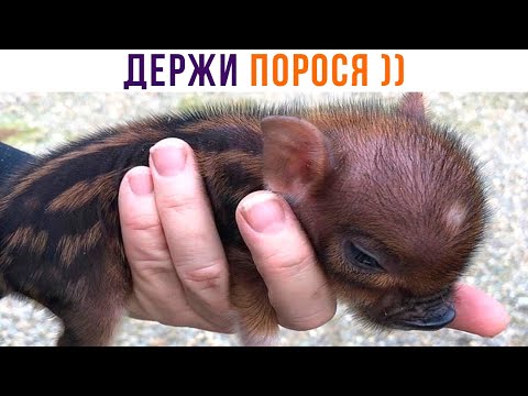 Видео: ДЕРЖИ ПОРОСЯ ))) | Приколы | Мемозг 1307