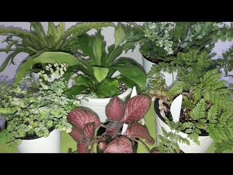 Видео: КОМНАТНЫЕ РАСТЕНИЯ(ЦВЕТЫ).ПАПОРОТНИКИ.КАК ИЗМЕНИЛИСЬ ПОСЛЕ ПОКУПКИ.