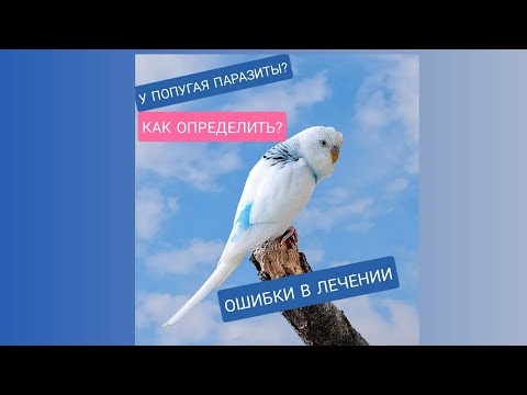 Видео: ПАРАЗИТЫ У ПОПУГАЕВ. КАК ОПРЕДЕЛИТЬ? Лечение попугаев - основные ошибки. (Вши, пероеды, пухоеды)