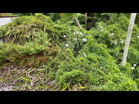 Видео: Очистите ковер из зеленой травы, покрывающий крышу - Возрождение заброшенного дома