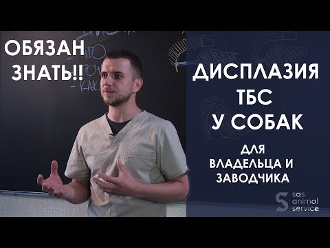 Видео: Щенок хромает - что делать? Дисплазия у собак - ранняя диагностика и можно ли предотвратить