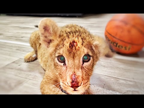 Видео: КУДА ДЕЛСЯ поломанный львёнок?! Он НАВСЕГДА ОСТАНЕТСЯ ИНВАЛИДОМ! Но жить он ХОЧЕТ и БУДЕТ! ❤️❤️