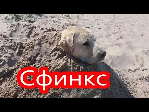 Видео: Сфинкс