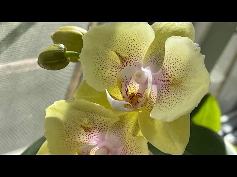 Видео: Первое домашнее цветение моих редких бабочек ☺️🦋