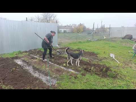 Видео: 10. November 2025Крым.Не могу расстаться с огородом,, привезли саженцы.