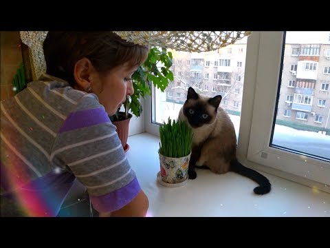 Видео: Как выращиваю траву для кота.