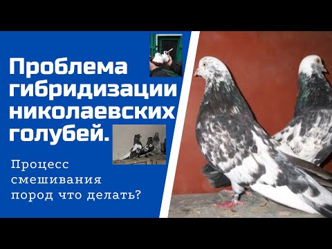 Видео: Проблема гибридизации николаевских голубей. Процесс смешивания пород что делать?