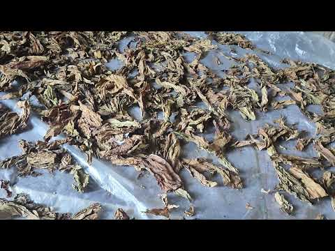 Видео: Подготовка табака до ферментации. 