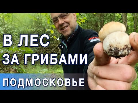 Видео: В лес за грибами в Подмосковье. Тайное место для сбора грибов.
