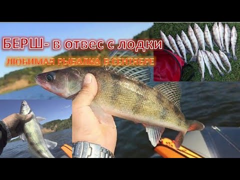 Видео: Осень время для рыбалки в отвес с лодки на Берша!