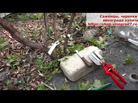 Видео: Прививки 2023 года, перепрививка трех рукавов виноградного куста . Пузенко Наталья Лариасовна