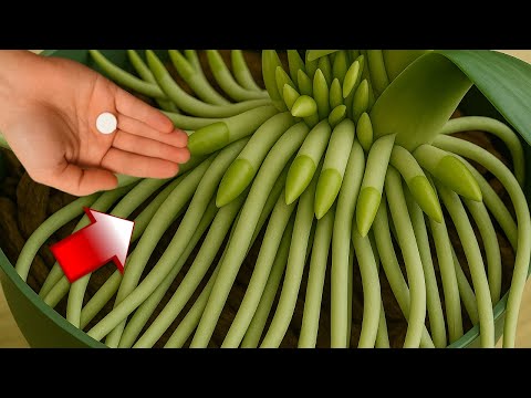 Видео: Поставьте его под орхидею! Он тут же пустит множество корней и ветвей. И зацветёт.