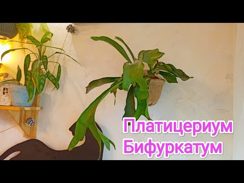Видео: Папоротник Платицериум Бифуркатум
