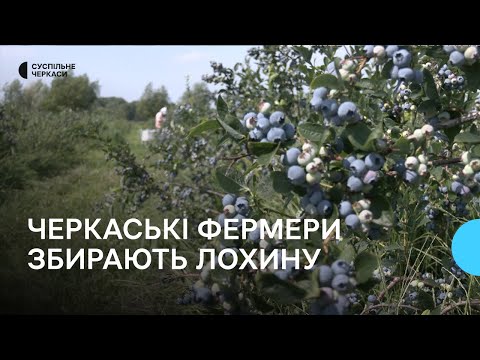 Видео: На Черкащині збирають врожай лохини