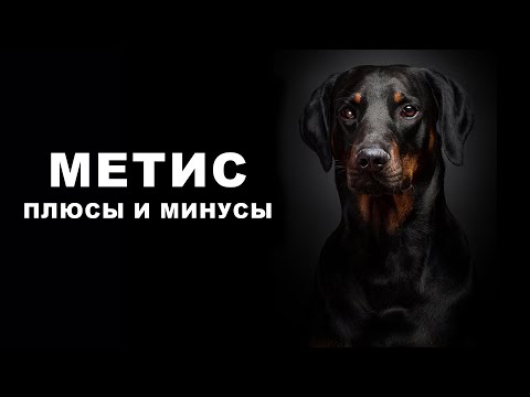 Видео: МЕТИС. Плюсы и минусы собак-полукровок