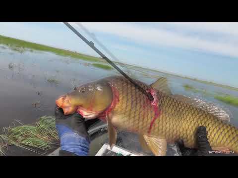 Видео: Охота на сазана по мелководью в мае 2021 года. Crossbow Fishing & Slingshot Fishing