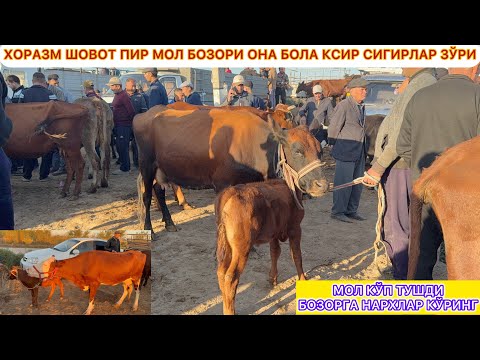 Видео: ХОРАЗМ ШОВОТ ПИР МОЛ БОЗОРИ ОНА БОЛА КСИР СИГИРЛАР ЗЎРИ МОЛ КЎП БОЗОРДА 19-сентября