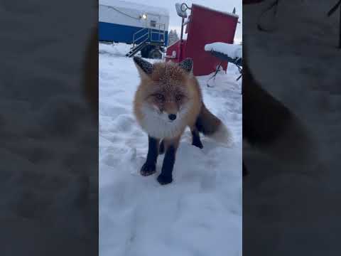 Видео: Лисица смеется 😁 / fox 🦊 #лиса  #fox