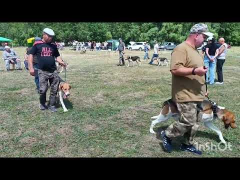 Видео: 69-я Тамбовская обл. выставка ос. РПГ выжлецы старшая возр. гр.