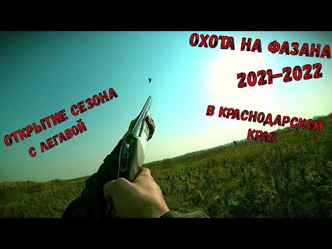 Видео: ОТКРЫТИЕ НА ФАЗАНА 2021-2022:ОХОТА НА ФАЗАНА С СЫНОМ И ДРУЖНОЙ КОМПАНИЕЙ В МЕСТНЫХ ОХОТ-УГОДЬЯХ