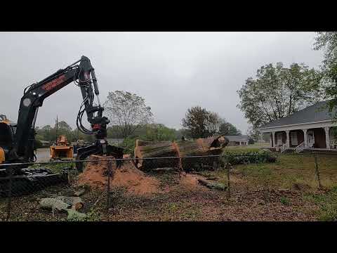 Видео: Опасный гигантский дуб пришлось убрать.