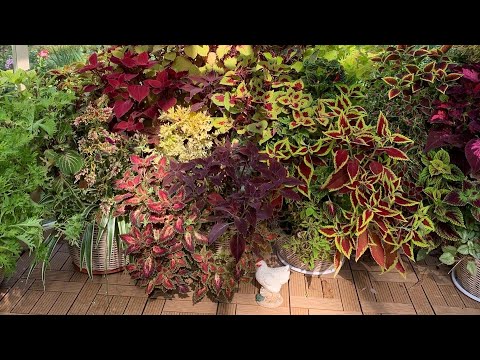 Видео: Колеусы. Готовимся к новому сезону 🌸🍁