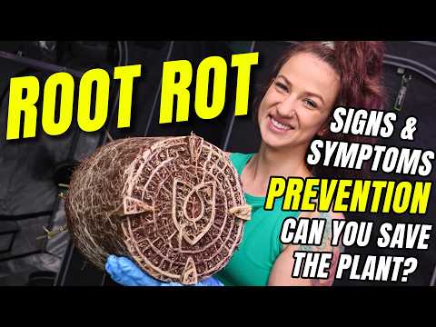 Видео: Корневая гниль! Признаки, профилактика и лечение.