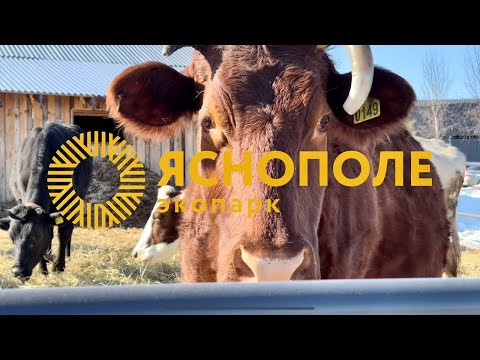 Видео: Интервью главного агронома экопарка "Ясно Поле" | О ЖИВОТНЫХ, ФЕРМЕ И ПРОФЕССИИ