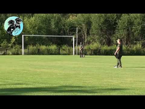 Видео: Цвергшнауцер в работе! IBGH1 BHVT