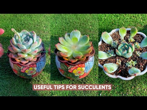 Видео: Легкий уход за суккулентными растениями для начинающих - Советы по садоводству