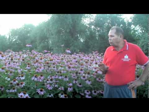Видео: Эхинацея часть 2
