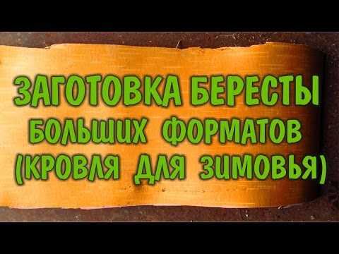 Видео: БЕРЕСТА ЗАГОТОВКА БЕРЕСТЫ Крупноформатные листы, как кровельный материал для жилья в лесу. Бушкрафт.