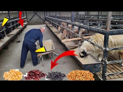 Видео: ДАР ШАРОИТИ ХОНА СОХТАНИ ГӮСФАНДХОНА, БАРОИ САЛОМАТИ ГӮСФАНД БОЯД ЧИ ГУНА ХӮРОК ВА ВИТАМЕН ДИХЕМ