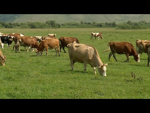 Видео: О хлебе насущном от 18.09.21