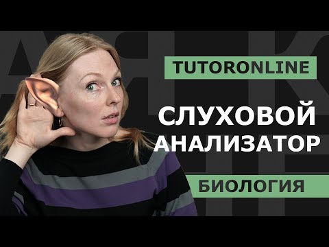 Видео: Биология | Слуховой анализатор или как мы слышим.