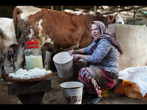 Видео: Приготовление домашнего сыра | От свежего молока до вкуснейшего сыра 🐄🧀