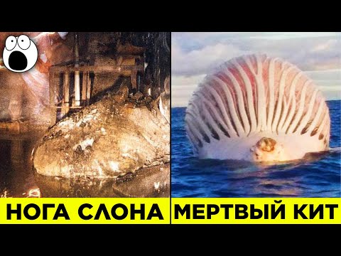 Видео: Самые Неприятные И Опасные Находки