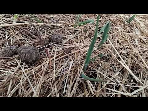 Видео: Картоп егу тәсілі