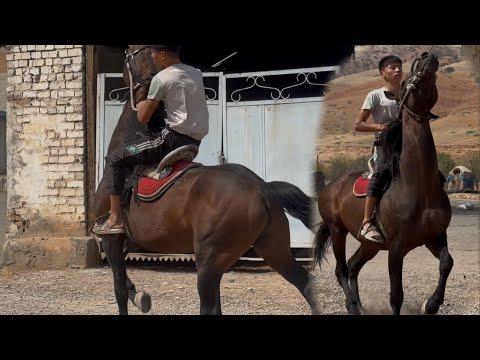 Видео: Кыргыз Аттын Кучтуусу +996-702-764-076.   13 сентября 2025 г.
