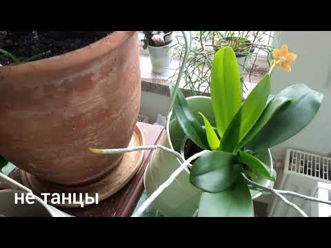 Видео: 🌿Обзор моих растений.